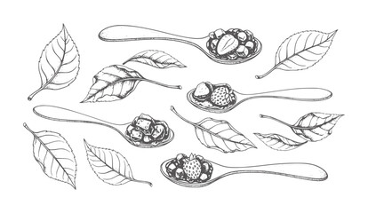 Hand drawn of spoons filled with berries and leaves berry strawberry leaf food © Mehedy