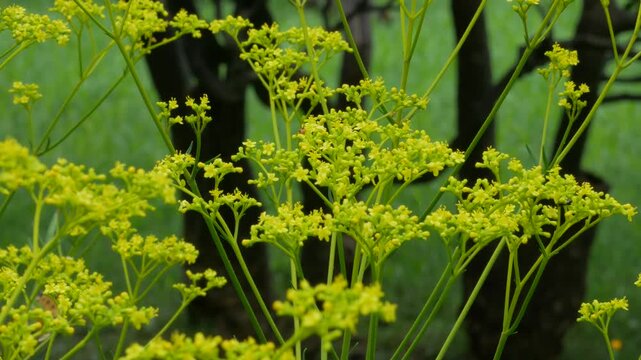 ヒョウモンチョウを食べるカマキリ