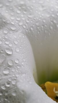 Vertical video. Flower water. Blossom texture. Defocused white color nature plant eustoma yellow drop on tropical abstract background.