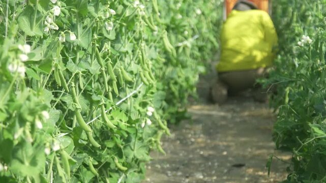 エンドウ豆の収穫をする女性