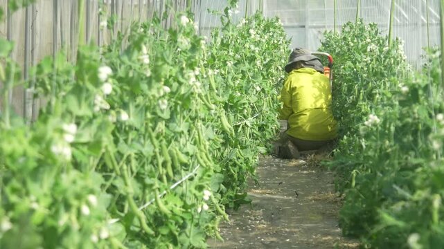 エンドウ豆の収穫をする女性