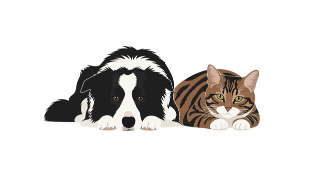 A black and white border collie dog lying next to a tabby cat on a white background, both looking forward.