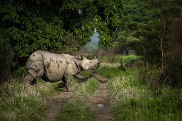 Fototapeta premium ONE HORN RHINO FROM KAZIRANGA NATIONAL PARK
