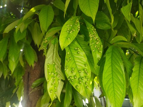 Leaf galls on guava leaves