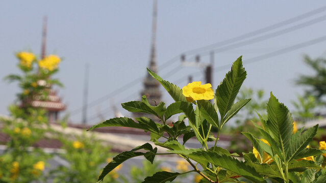 Yellow Tecoma Stans Flower Blooming with Blurred Temple and Power Lines