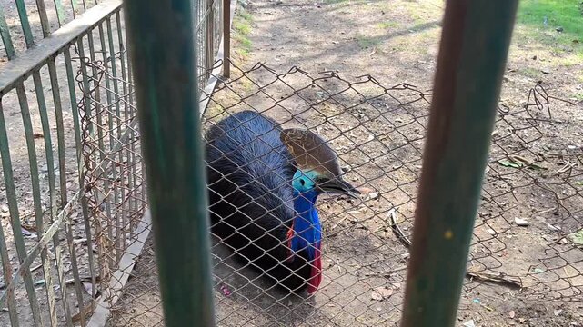 Southern cassowary (casuarius casuarius) resting in enclosure