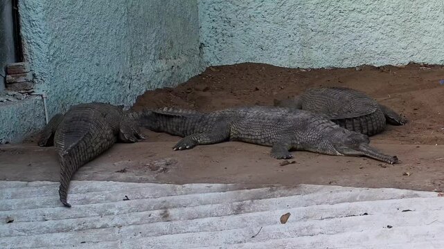 Group of endangered gharial crocodiles resting in a zoo enclosure
