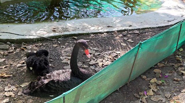 Black swan (cygnus atratus) in its natural aquatic habitat