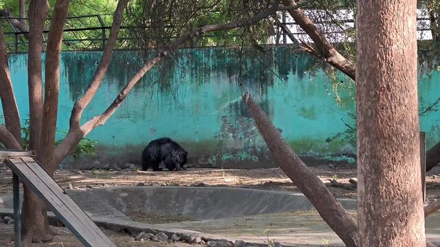 Indian sloth bear in zoo enclosure
