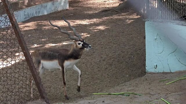 Mature male blackbuck in sanctuary