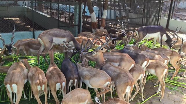 Herd of indian blackbucks feeding on green grass in a sanctuary