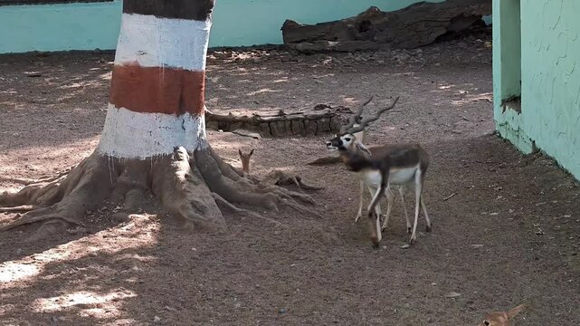 Male and female blackbucks with fawns near a tree
