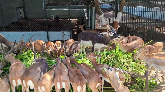 Herd of indian blackbucks feeding on green grass in a sanctuary