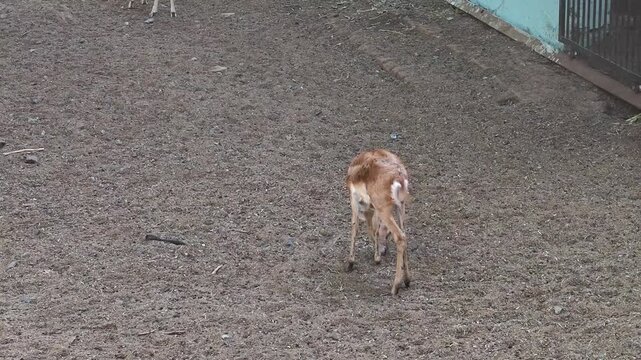 Cute young blackbuck fawn walking in a wildlife park