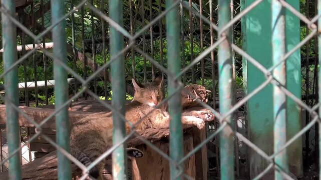 Jungle cat (felis chaus) resting in enclosure at zoo