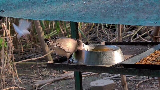 A Ring-Necked Dove Drinking Water from a Bird Feeder