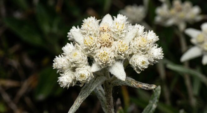 Javanese Edelweiss Flower Close up on Mountain Top, Anaphalis Javanica the Eternal Flower of Indonesia