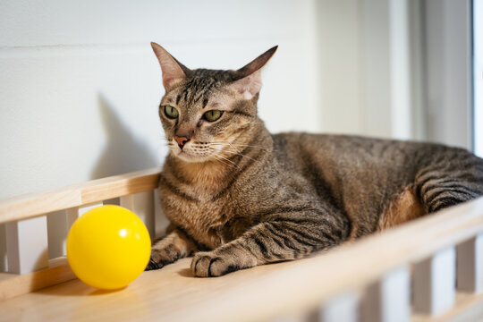 tabby cat looking at a yellow ball toy  on a modern wooden cat climber, cat tree tower