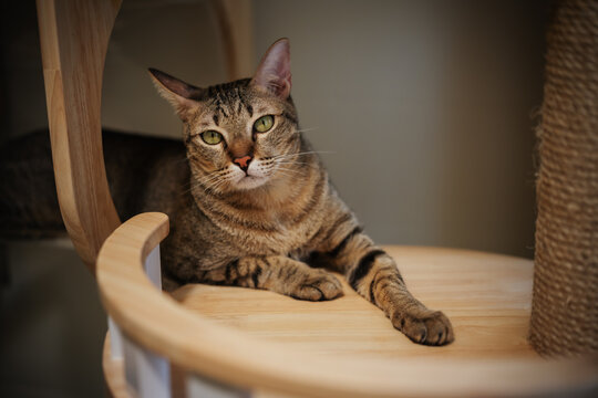 tabby cat resting on a modern transparent capsul bed on cat tree tower, wooden cat climber