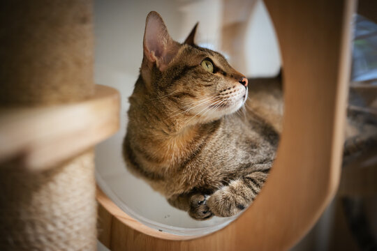 tabby cat resting on a modern transparent capsul bed on cat tree tower, wooden cat climber