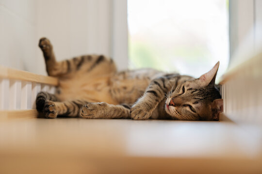 tabby cat sleeping on a modern wooden cat climber, cat tree tower
