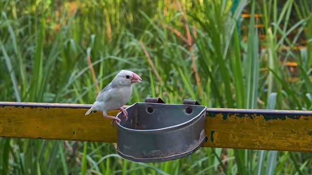 Beautiful white java sparrow perching on a metal bird feeder in a garden