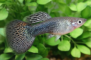 Obraz premium Close up of a vibrant guppy fish with detailed patterns and fins