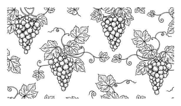 Grapes Seamless Pattern Monochrome Cluster Fruit Vector Background