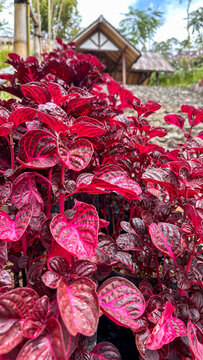 Iresine Herbstii Bloodleaf Ornamental Plant &mdash; Vivid Red and Magenta Tropical Foliage in Asian Garden