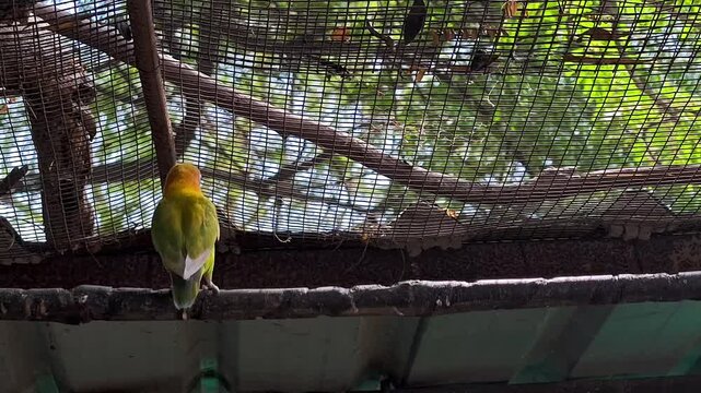 Vibrant fischer's lovebirds perched in sanctuary aviary