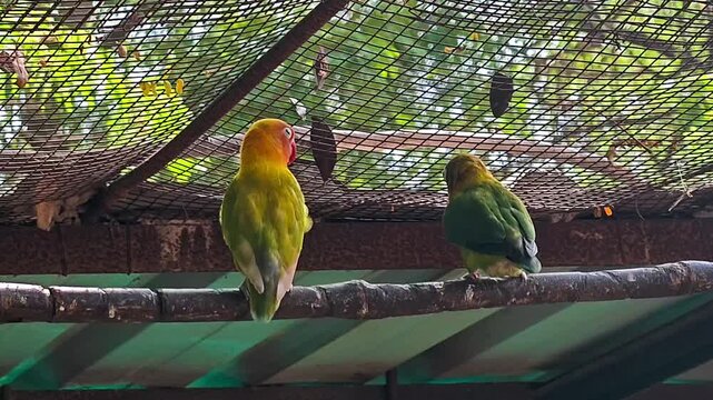 Vibrant fischer's lovebirds perched in sanctuary aviary