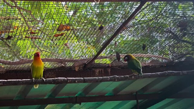 Vibrant fischer's lovebirds perched in sanctuary aviary