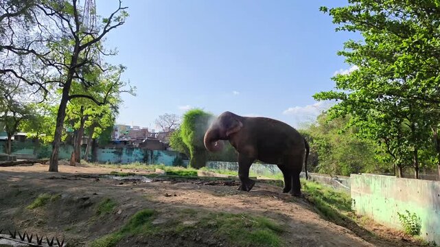 Elephant standing in lush green sanctuary enclosure. Wildlife conservation concept