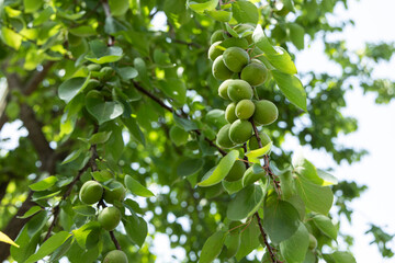 Fototapeta premium green apples on tree