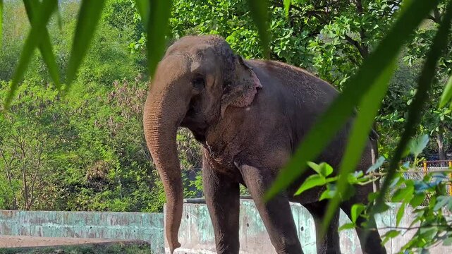 Elephant standing in lush green sanctuary enclosure. Wildlife conservation concept