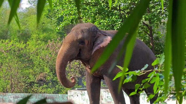Elephant standing in lush green sanctuary enclosure. Wildlife conservation concept