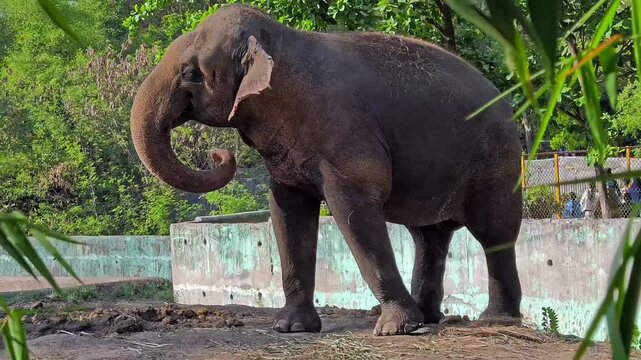 Elephant standing in lush green sanctuary enclosure. Wildlife conservation concept