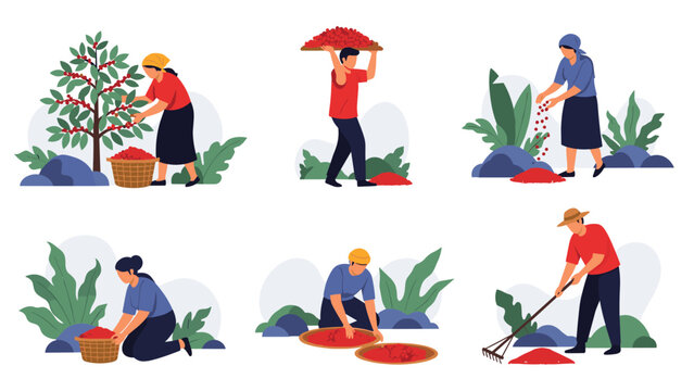 Comprehensive set of farm workers harvesting ripe coffee berries from trees and processing them into baskets on the plantation, flat vector style.
