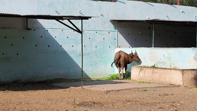 Indian gaur or bison grazing green fodder in zoo enclosure
