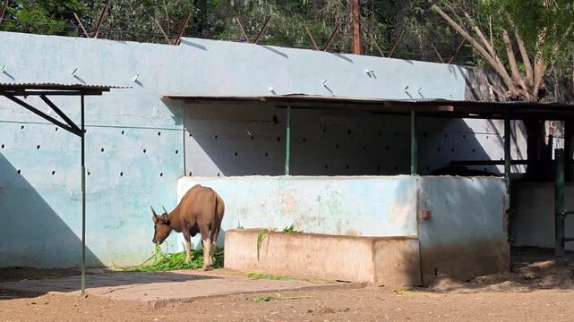 Indian gaur or bison grazing green fodder in zoo enclosure