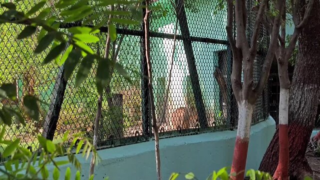 Asiatic lion resting in zoo enclosure