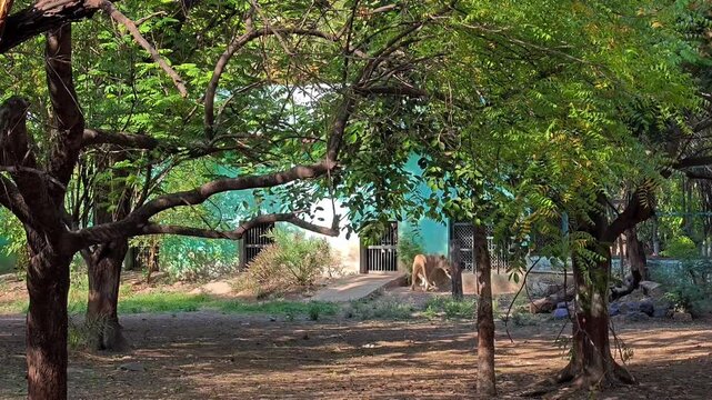 Asiatic lion resting in zoo enclosure