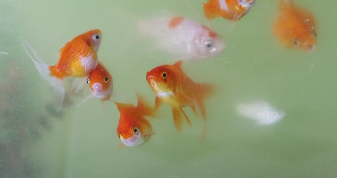 Goldfish swimming in a murky aquarium, Dirty water, Blurred visibility highlighting poor water quality and inadequate tank maintenance