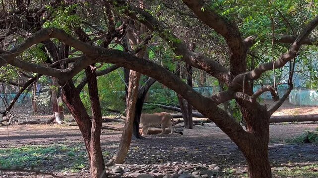 Asiatic lion resting in zoo enclosure