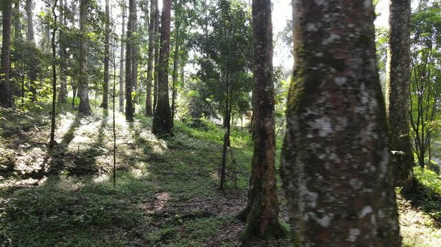 Aerial Footage of Pine and Damar Trees in Dense Forest, Scenic Nature Trail from Above