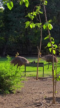 Emu (dromaius novaehollandiae) in a lush green zoo enclosure
