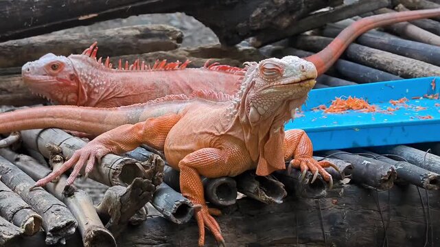 Close up of an iguana perched on wooden logs
