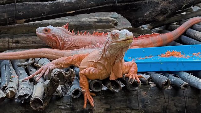 Close up of an iguana perched on wooden logs