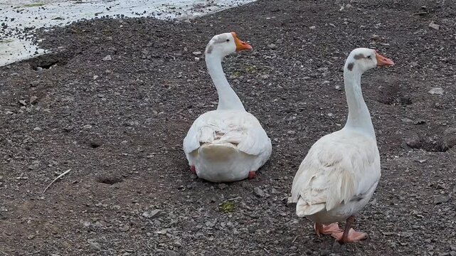 Common white domestic goose in zoo enclosure