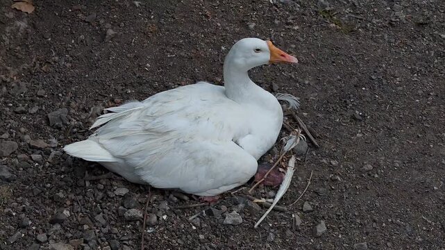 Common white domestic goose in zoo enclosure